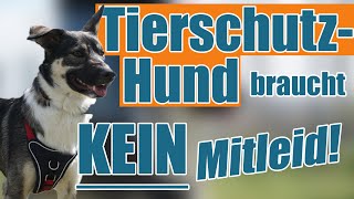 Tierschutzhund zieht ein  so gehst du richtig mit ihm um!