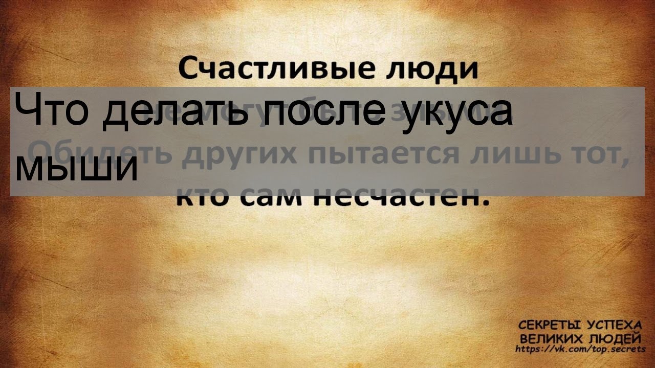 Что делать после укуса мыши