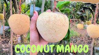 coconut mango plants  🥭🌴. best of best mango plants of  REHAN EXOTIC FRUIT PLANT WHOLESALE NURSERY