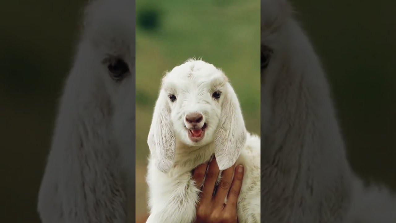 Show It To The Cutest Person Goat Cuteanimal Babylamb Cutefarmanimal Cute Animals