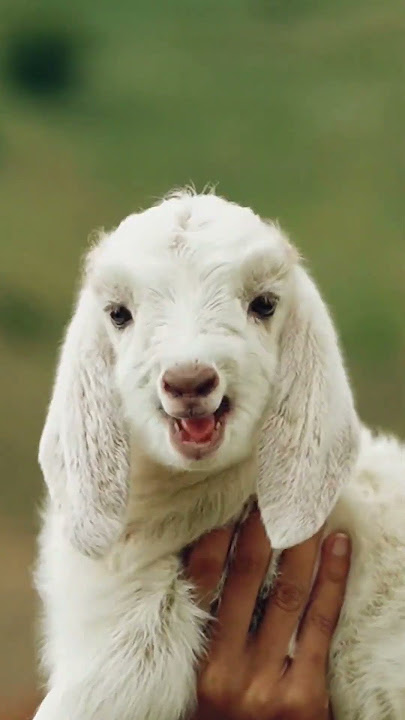 Show it to the cutest person #goat #cuteanimal #babylamb #cutefarmanimal #cute #animals