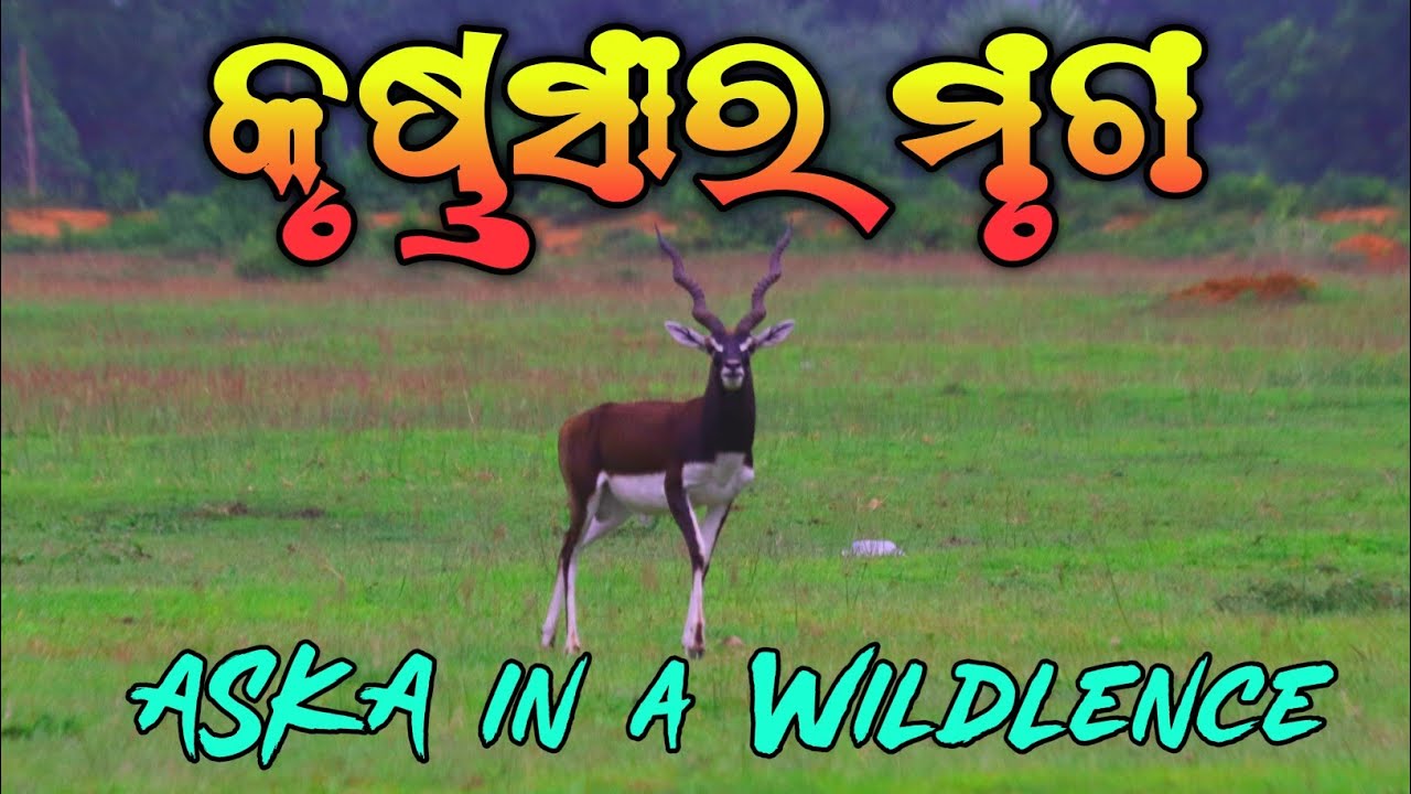 Aska in A Wildlence, କୃଷ୍ଣସାର ମୃଗ ଆସ୍କା ଗଞ୍ଜାମ, Black Buck In aska Ganjam 🦌🦌🦌🦌