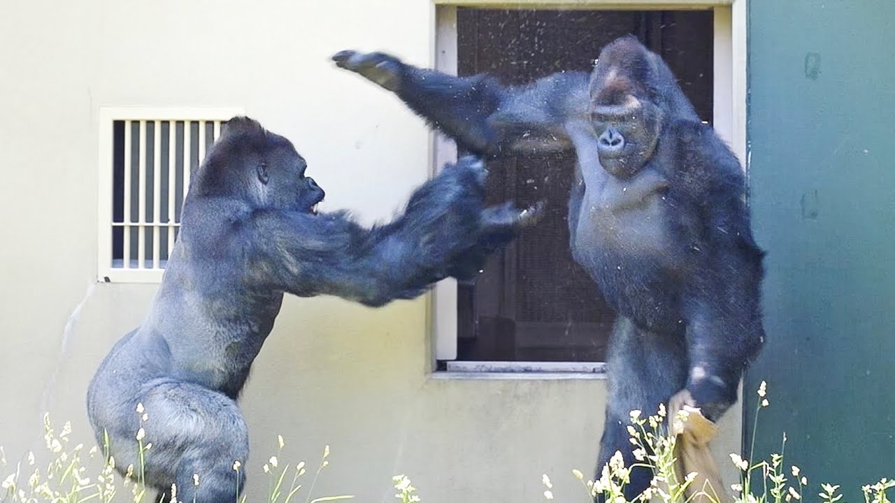 ODYSSEYFZGSDDJFLX10CW ゴリラになります Gorilla⭐️ Hearing their son's screams, Momotaro and Genki