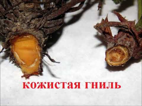 Видео: Лечение ризоктониоза на клубнике – узнайте о грибке ризоктониоза клубники