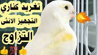 Chant Canari Super Pour l'écolage des jeunes -تغريد طائر الكناري التجهيز الانثى