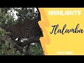 Highlights Tlalamba in a tree 1st May 2023