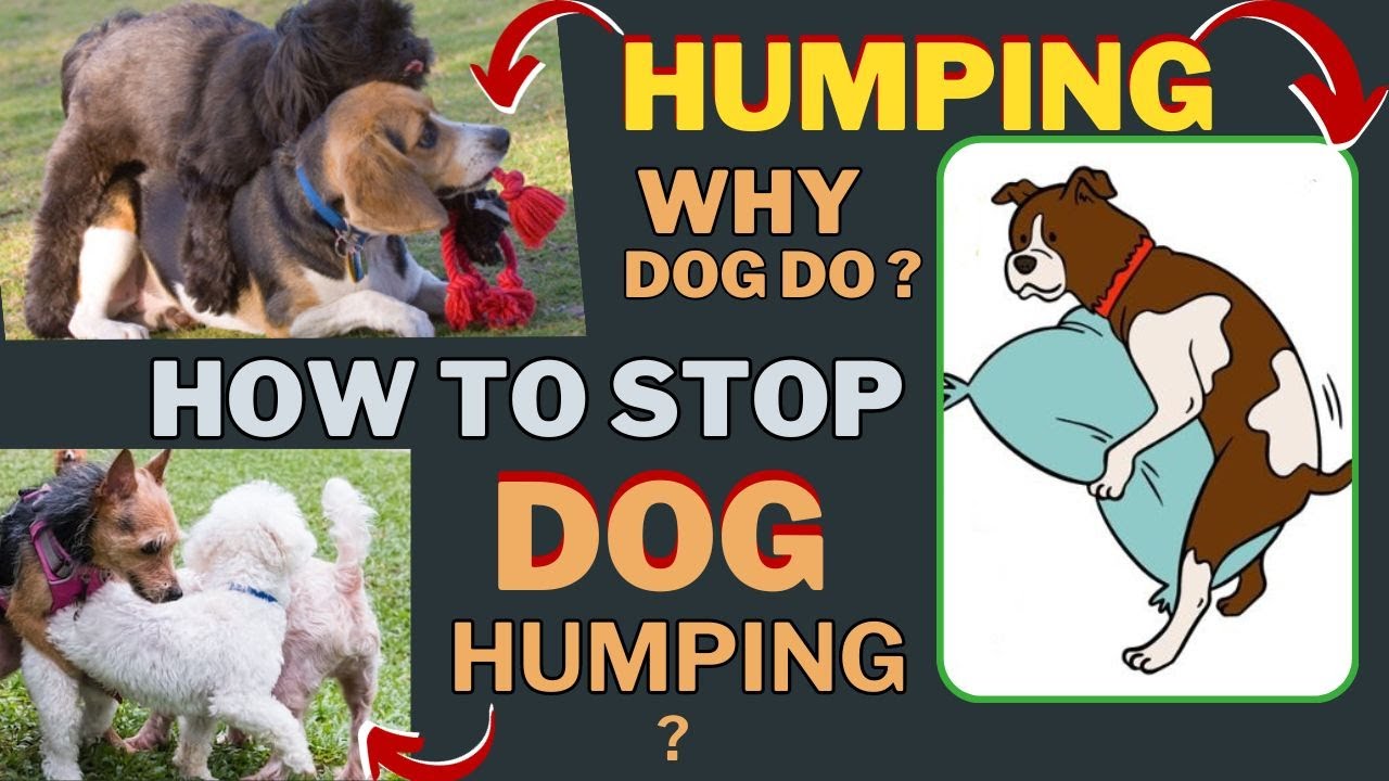Why Does Dog do Humping how to stop dog humping can dog humping be