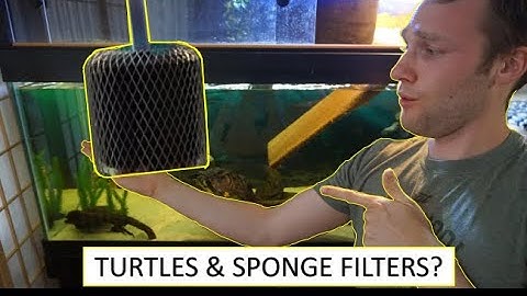 Can You Use a Sponge Filter in a Turtle Tank? - ONLY IF YOU DO THIS!
