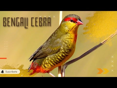 El pinzon mas pequeño del mundo ( Bengali Cebra ) #aves #aviario #pajaros