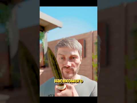 Проклятие гробницы