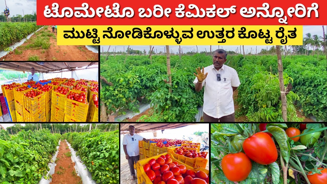 ಟೊಮೇಟೊ ಬೆಳೆಯೋದು ಇವರನ್ನ ನೋಡಿ ಕಲಿಬೇಕು | Tomato farming in Karnataka | vegetable agriculture Kannada