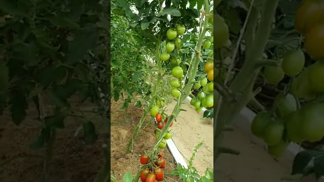Отчёт по томатами. Де Барао черный 🍅🍅🍅🍅🍅
