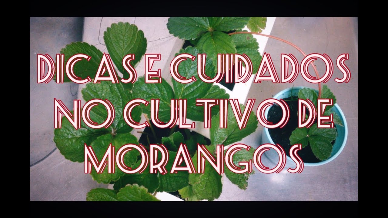Morango para clima quente