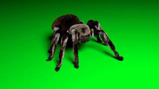 Spider walk cycle and idle animation