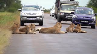 Safari Highlight's | Kruger National Park | #1 | Latest Wildlife Sightings