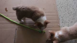 Pembroke Welsh Corgi Puppies for Sale