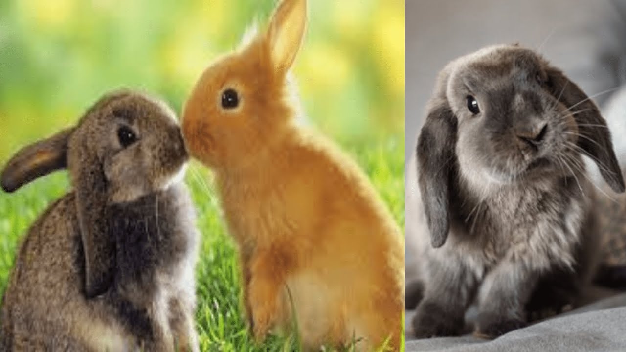 This is how bunnies kiss Compilation of cute bunnies YouTube