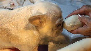 Mum meets new puppies Ist time