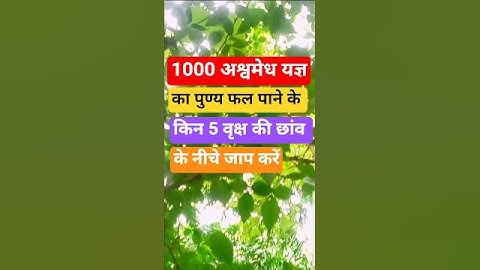 1000 अश्वमेध यज्ञ का पूर्ण फल पाने के लिए किन 5 वृक्षों की छांव नीचे जाप करें || 🙏 #pradeepmishra #
