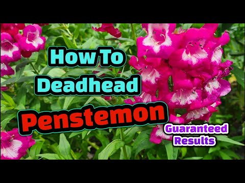 वीडियो: क्या पेनस्टेमॉन को डेडहेड किया जाना चाहिए?