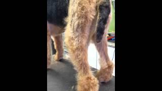 Airedale pet leg trimming