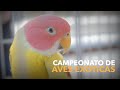 O Maior Campeonato de Aves Exóticas do Brasil | Campeonato Brasileiro | FOB 2019