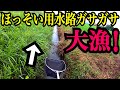 細い田んぼの用水路でガサガサしたら…？！