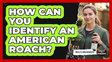 How Can You Identify An American Roach?