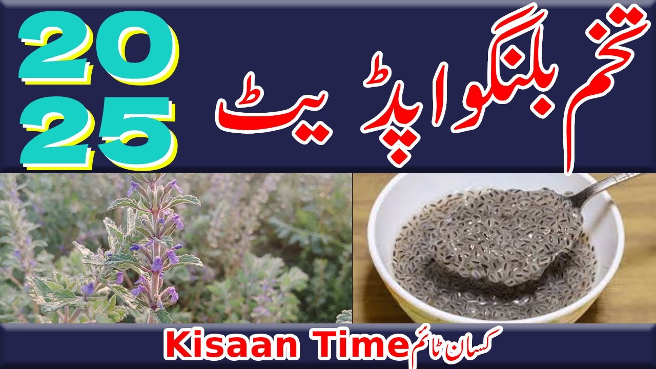 Tukh malanga bilangu Tukhm malanga  ki kasht تخم ملنگا تخم بلنگو تخم بلنگا kisan time کسان ٹائم