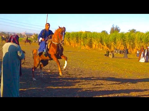 ترابيع الخيل من مرماح الخيل بالصعيد فرسان السمطا 2024