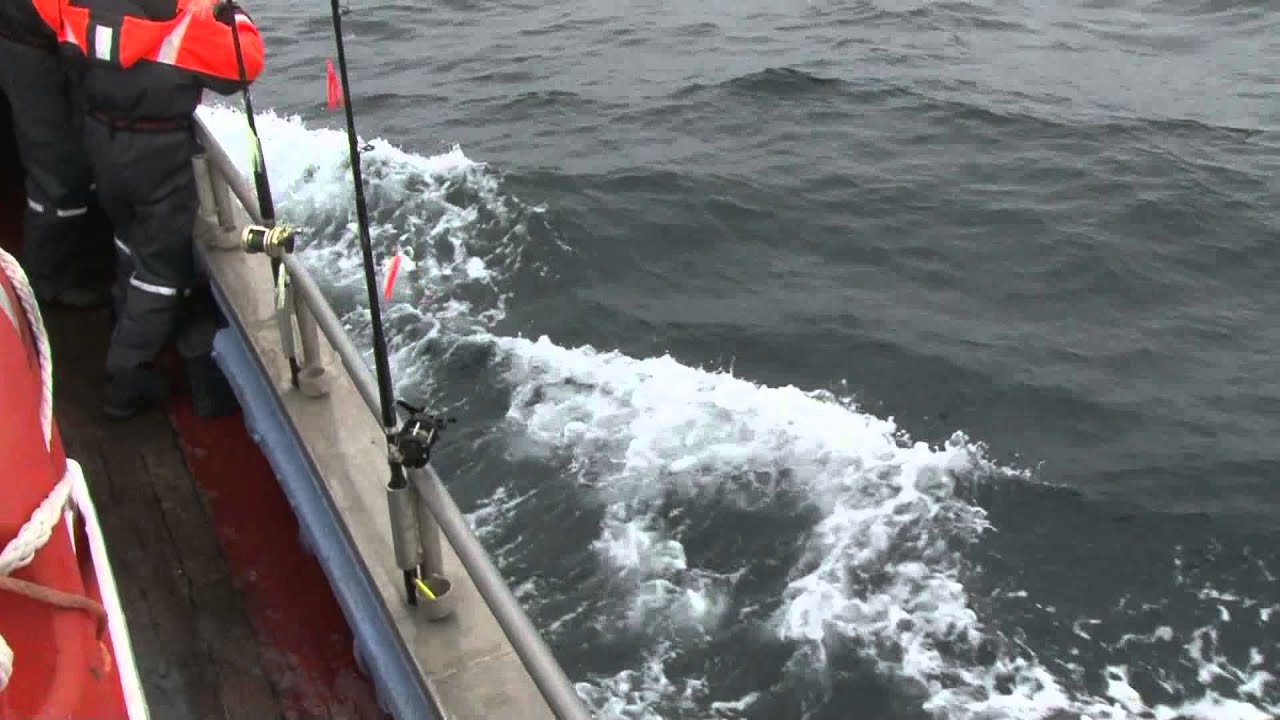 Delifiner svømmer med MS Muddi