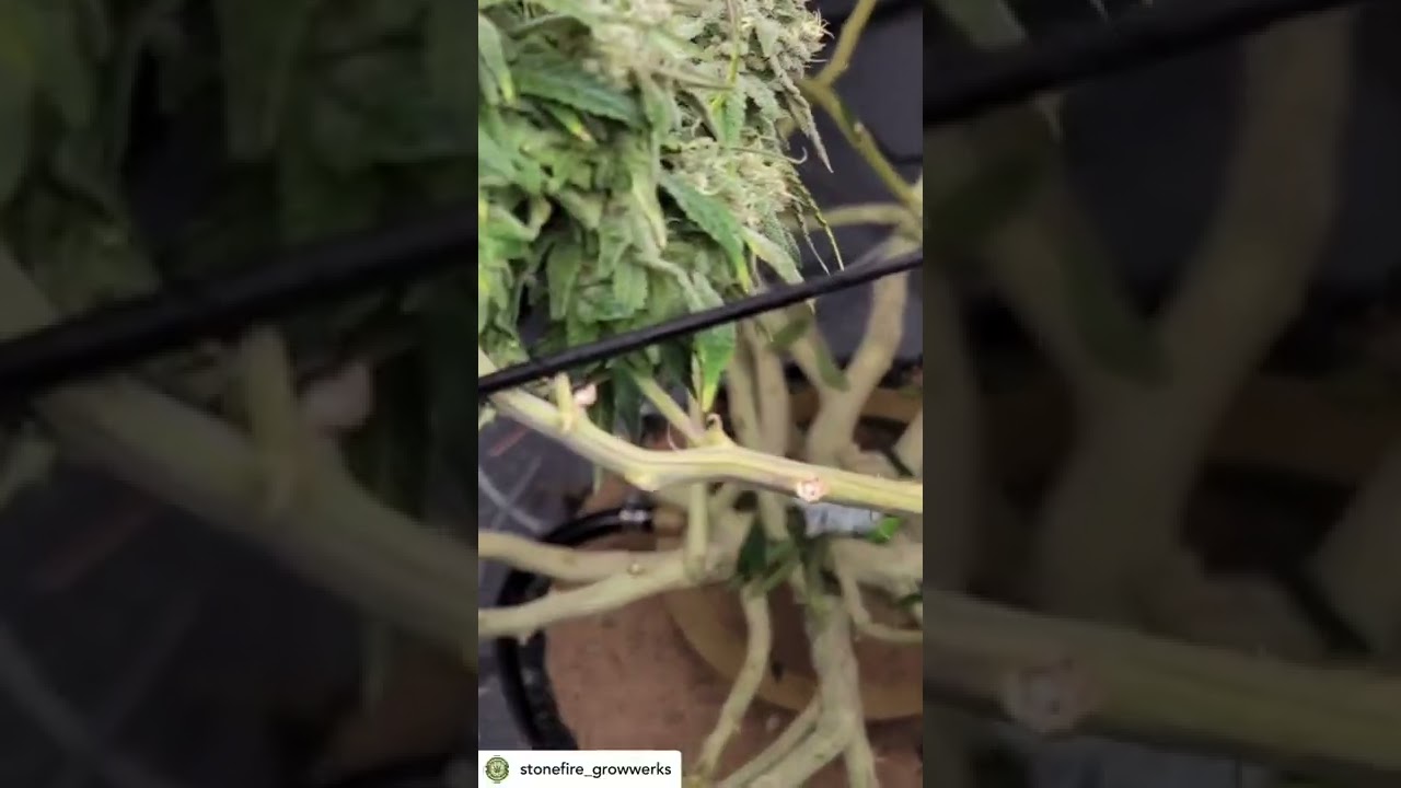 Grown under SunPlix LED grow light