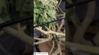 Grown under SunPlix LED grow light