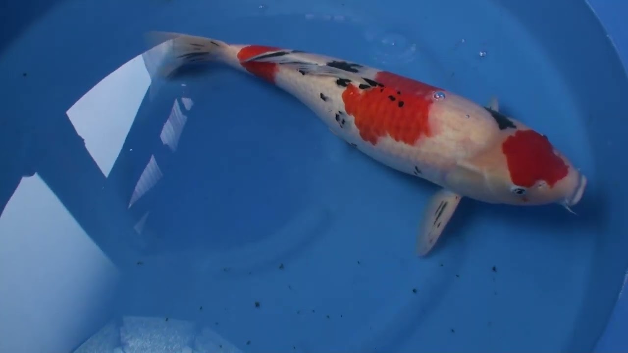 ヤフオク出品鯉　(株)阪井養魚場　大正三色　４歳　雌　61センチ