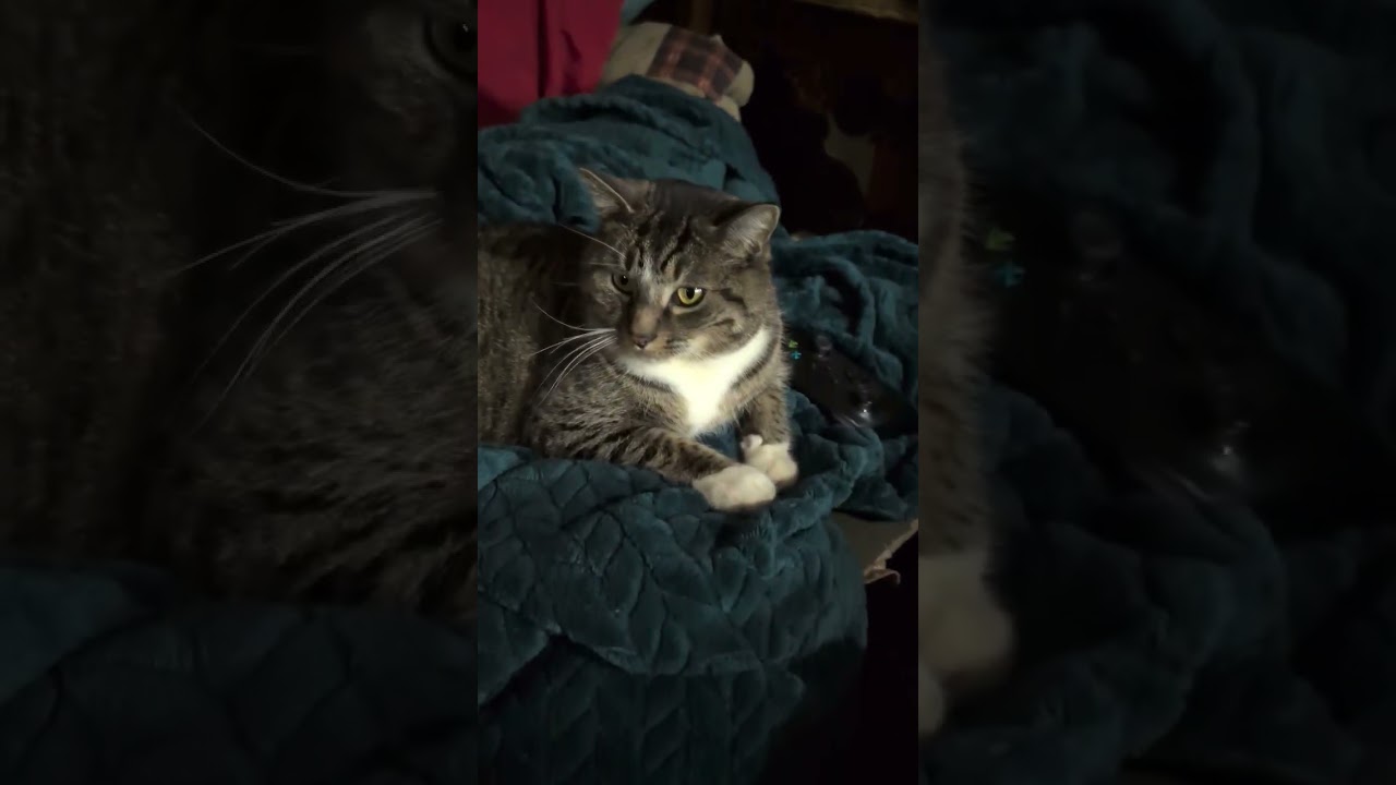 Battle Cat and Great White Kitty