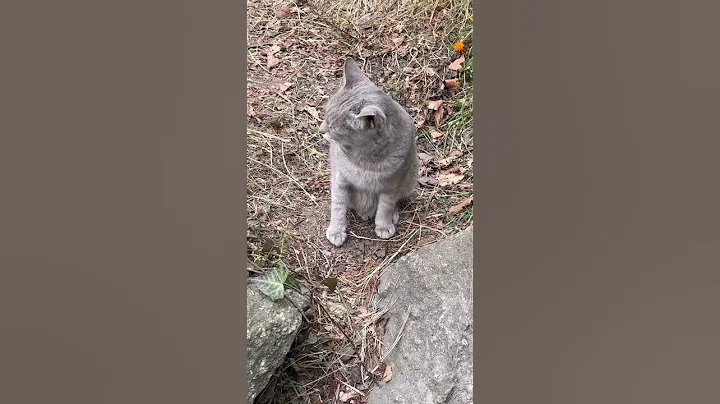 Video 11774861: himalayan cat, cat travel, cat food