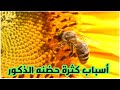 أسباب كثره الذكور وحضنه الذكور داخل الخلايا