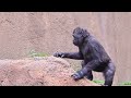 Angela The Baby Gorilla!