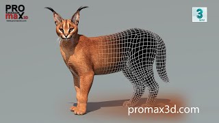 Rigged Caracal Cat 3D Model for Download - 3Ds Max | PROmax3D Rigged Caracal Cat 3D Model for Download - 3Ds Max | PROmax3D