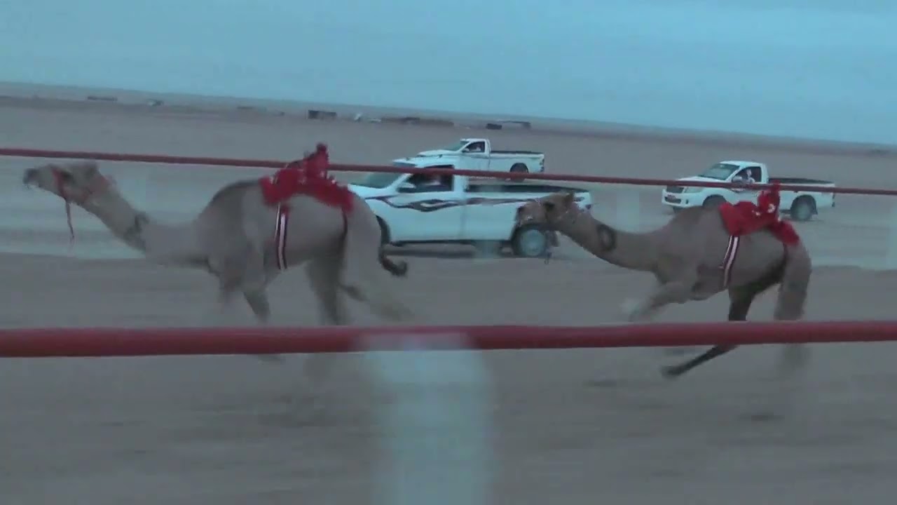 الغزيل ل ناصر بن راشد الحرسوسي