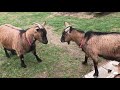 Эти забавные камерунские козы!