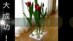 とやまのチューリップチャンネル 富山県花卉球根農業協同組合 Youtube