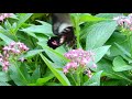 Papilio anchisiades - Rosa de Luto