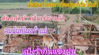 เตรียมย้าย!แป้งร่ำไม่กลัวฟ้า!เตรียมลงมือปลูกพืชผักสวนครัว