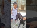 “Numaira knows goat anatomy now 😂” #shorts #qutebaby #minivlog