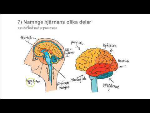 Video: Smak Och Färg. Vad är Skillnaden Mellan Hjärnan I Synestetier - Alternativ Vy