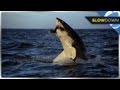 Great White Shark Breaches in SLOW MOTION