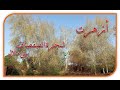 LE SAULE BLANC A FLEURIT À BENI MELLAL أزهرت شجرة الصفصاف ببني ملال 