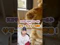 【激変】ピアス系YouTubeの愛猫のサマーカット！#ねこ #スコティッシュフォールド #毛玉