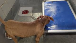 Acs A821376